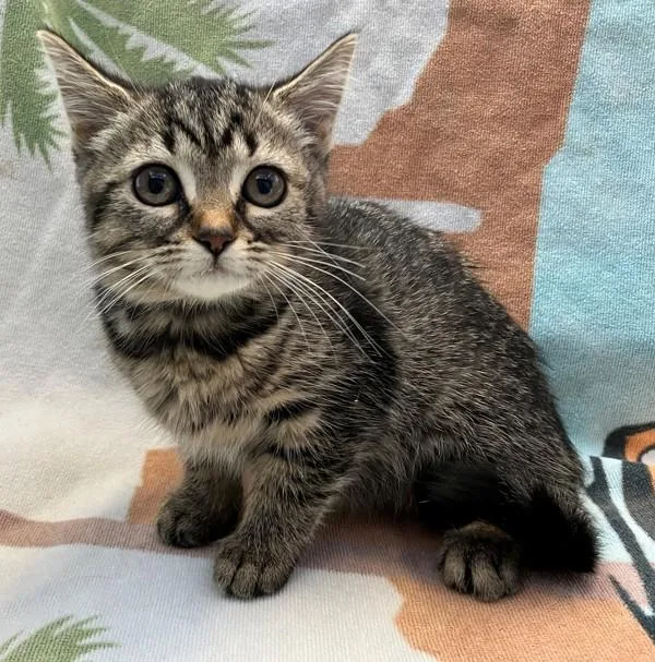 A baby small-sized female Domestic Short Hair cat named Janis for adoption in Staten Island, NY