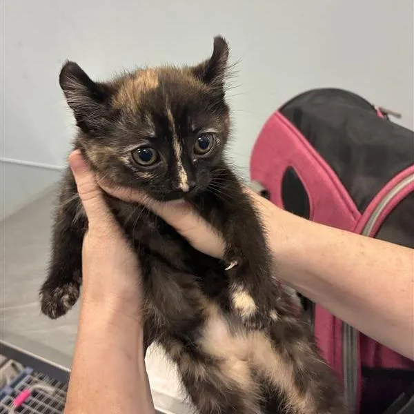 A baby small-sized female Black American Curl cat named Sponge for adoption in Greensboro, NC