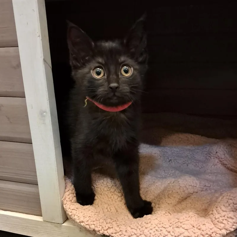 A baby small-sized female Black Domestic Short Hair cat named Sabrina for adoption in Concord, NH