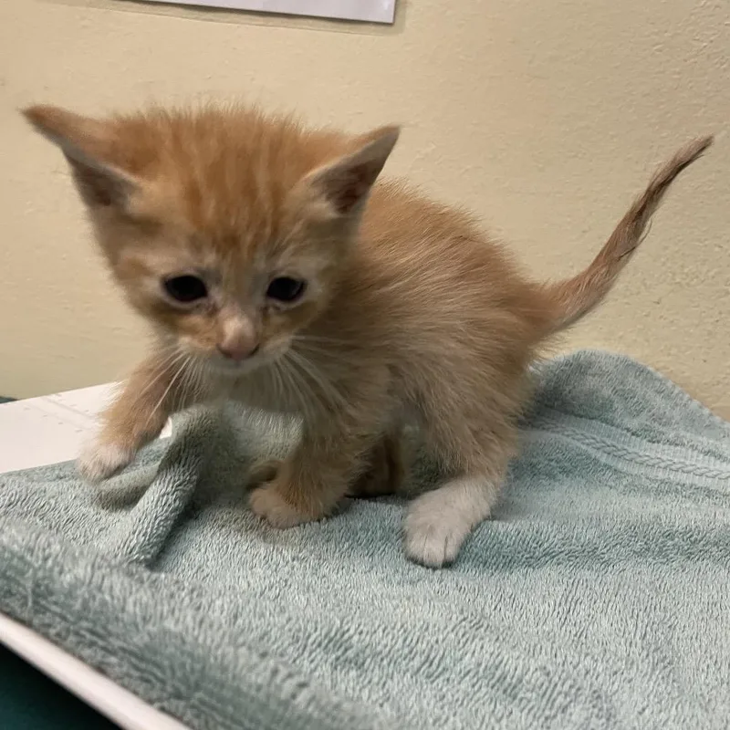 A baby small-sized male Orange / Red Domestic Short Hair cat named Cheddar for adoption in Pasadena, CA