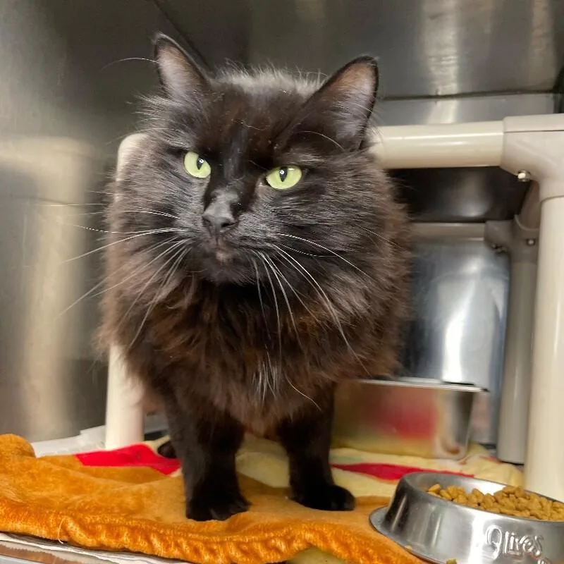 A senior medium-sized male Domestic Long Hair cat named Dexter for adoption in Roanoke, VA