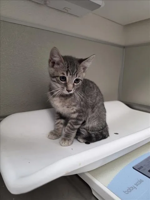 A baby small-sized male Domestic Short Hair cat named Flem for adoption in Tracy, CA