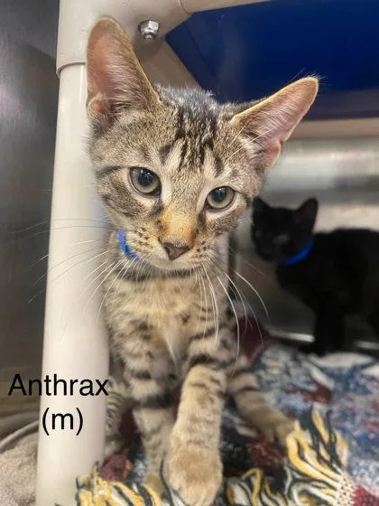 A baby small-sized male Domestic Short Hair cat named Anthrax for adoption in Hobart, IN