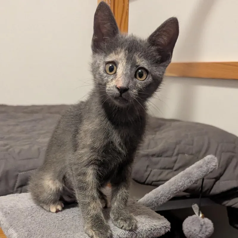 A baby small-sized female Torbie Domestic Short Hair cat named Mary for adoption in Los Angeles, CA