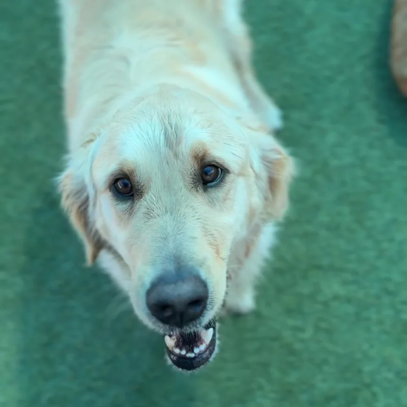 An adult large-sized male Golden Golden Retriever dog named Luke A for adoption in Middletown, NY