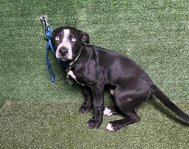 A baby small-sized female Staffordshire Bull Terrier dog named A for adoption in Lancaster, CA