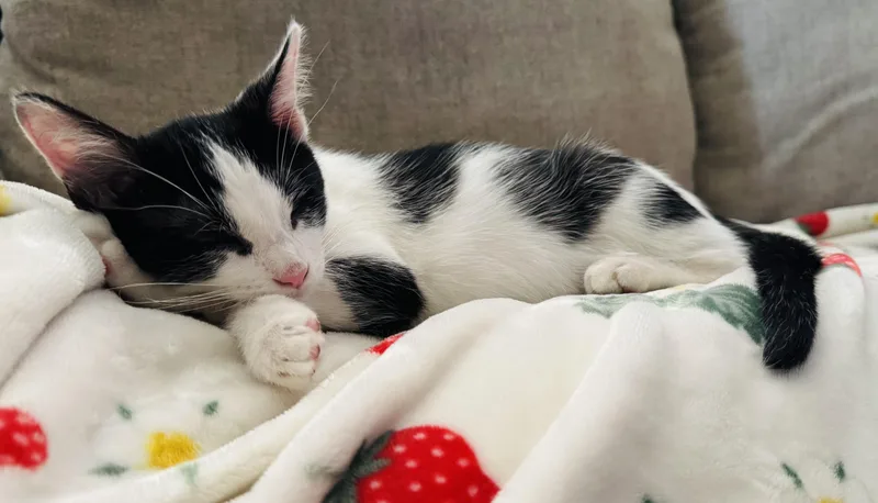 A baby medium-sized male Black & White / Tuxedo Domestic Short Hair cat named Oreo for adoption in Joliet, IL