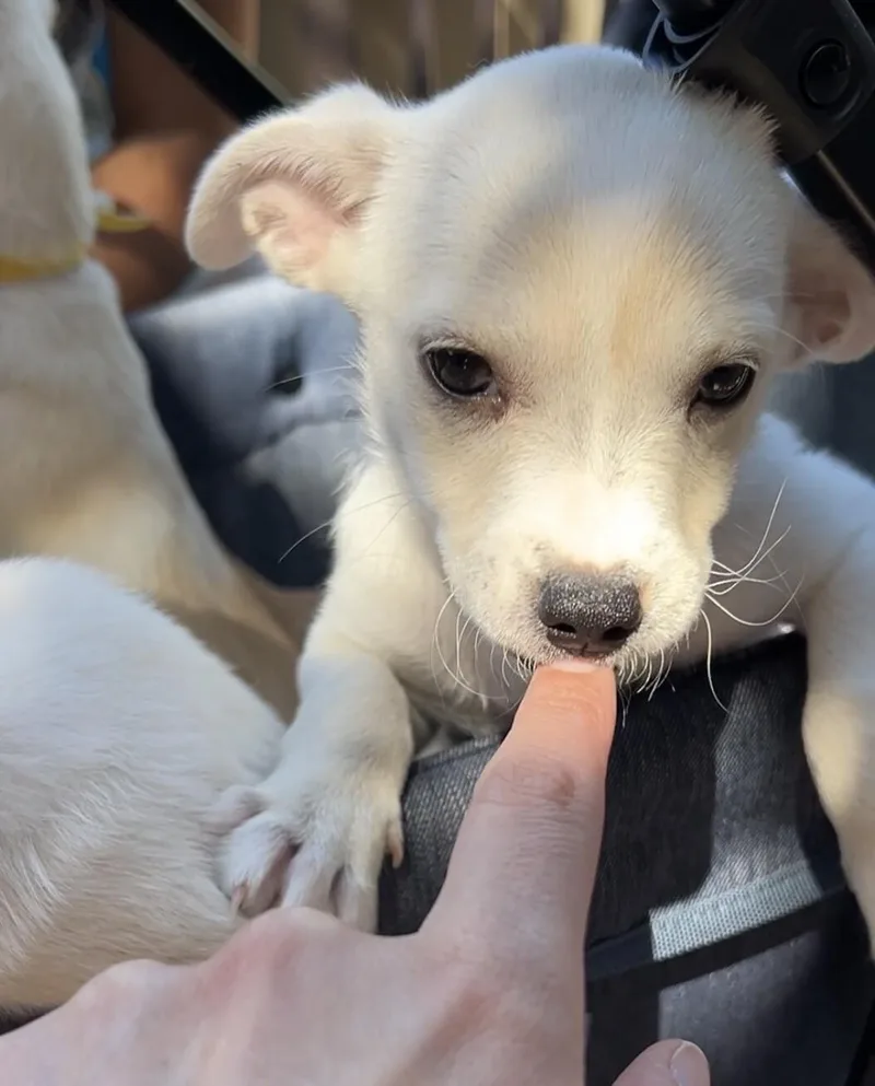 Betsy thumbnail 4