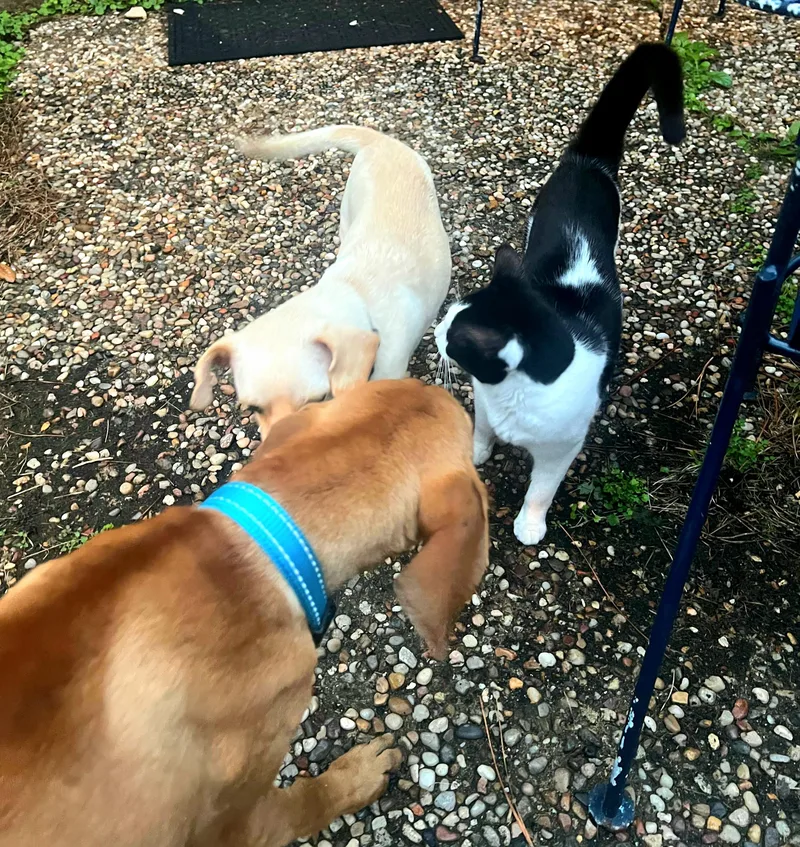 Theodore thumbnail 4