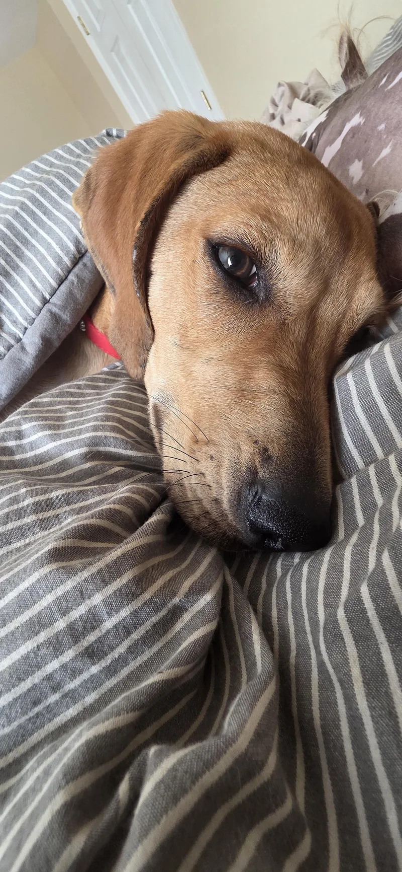 Theodore thumbnail 5