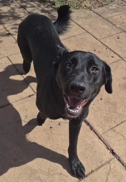 An adult large-sized female German Shepherd Dog dog named Cricket for adoption in Shreveport, LA
