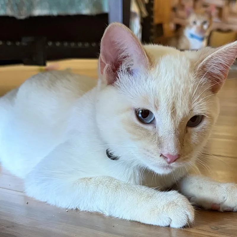 A baby medium-sized male Siamese cat named Koda for adoption in Phoenix, AZ
