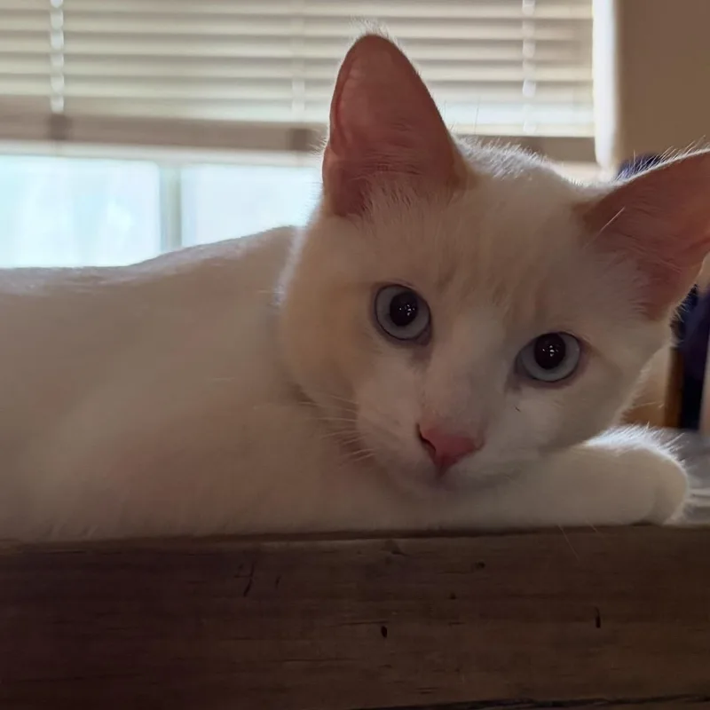 Koda thumbnail 2