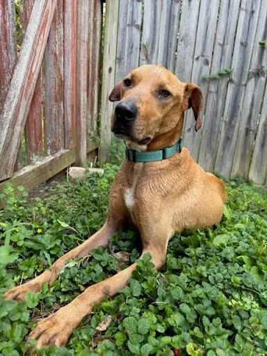 An adult large-sized male Brown / Chocolate Mixed Breed dog named Bentley for adoption in Cincinnati, OH