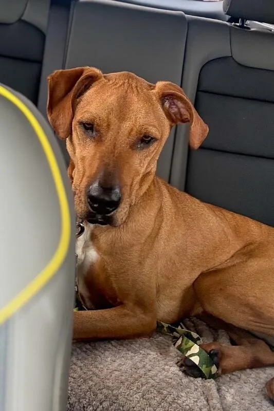 Bentley thumbnail 4