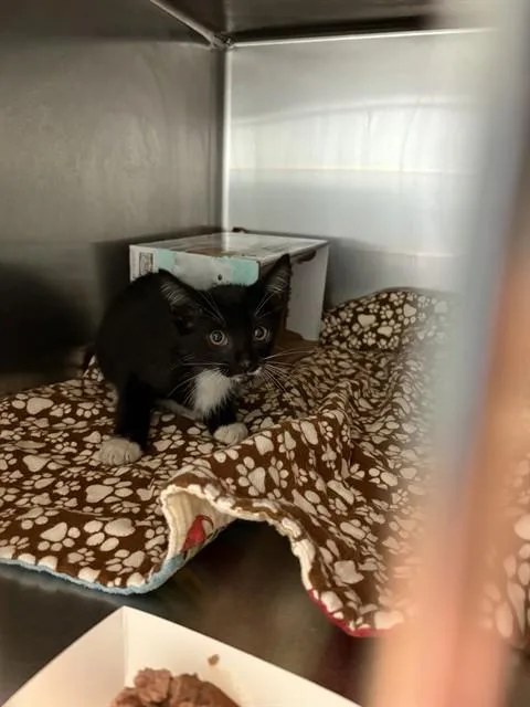 A baby medium-sized male Domestic Short Hair cat named Frank Purrnatra for adoption in Sugar Land, TX