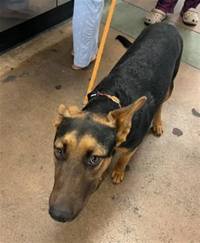 A young medium-sized female German Shepherd Dog dog named Aphrodite for adoption in Van Nuys, CA