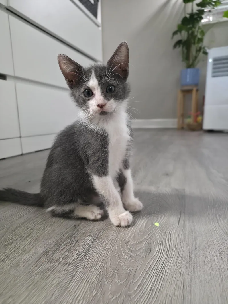 A baby small-sized male Domestic Short Hair cat named Seymour for adoption in Plantation, FL