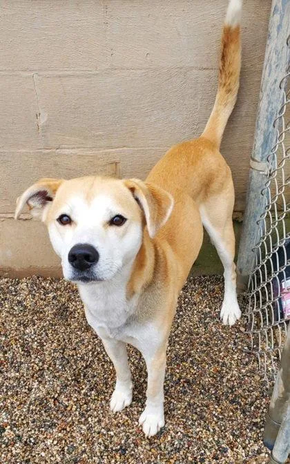 An adult large-sized male Labrador Retriever dog named Callaway for adoption in Lake City, MI