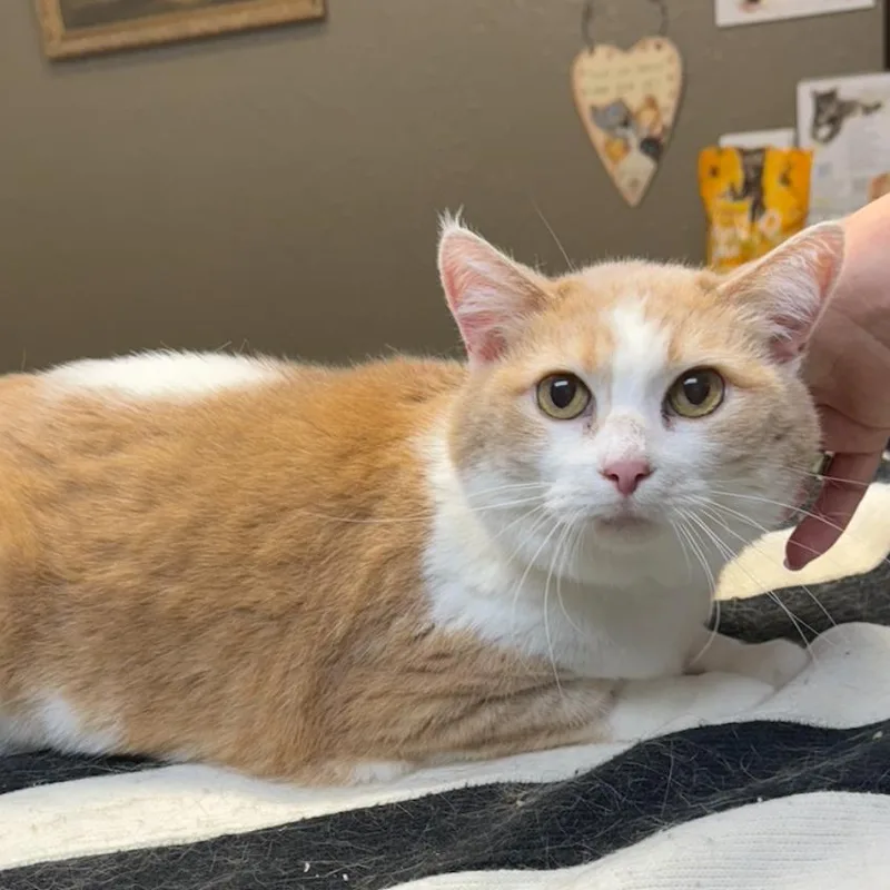 An adult small-sized female Buff / Tan / Fawn Domestic Short Hair cat named Taffy for adoption in Coralville, IA
