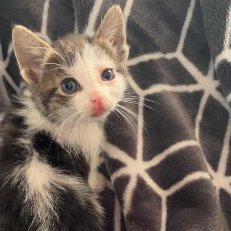 A baby small-sized female White Domestic Short Hair cat named Captain Planet for adoption in Monroe, MI