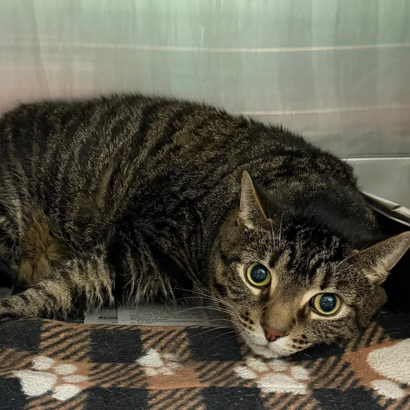 A senior extra large-sized male Brown / Chocolate Domestic Short Hair cat named Chive for adoption in Waukesha, WI