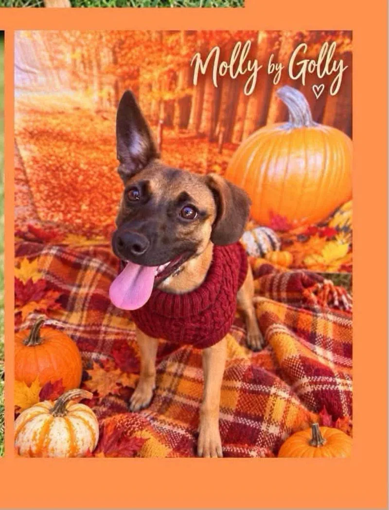 A baby medium-sized female Black Belgian Shepherd / Malinois dog named Molly for adoption in Fort Mill, SC