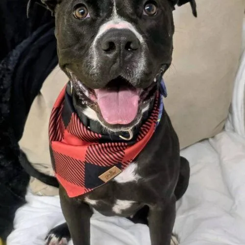 An adult large-sized male Black Pit Bull Terrier dog named Ringo Athens for adoption in Rockaway, NJ