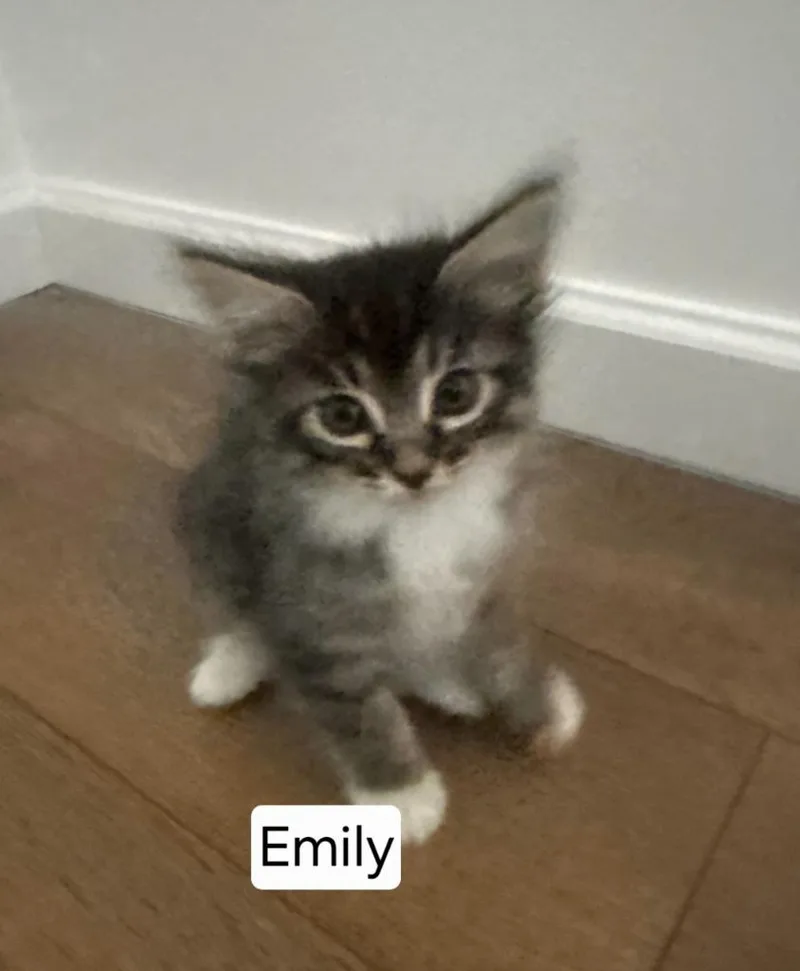 A baby large-sized female Domestic Medium Hair cat named Emily for adoption in San Jacinto, CA