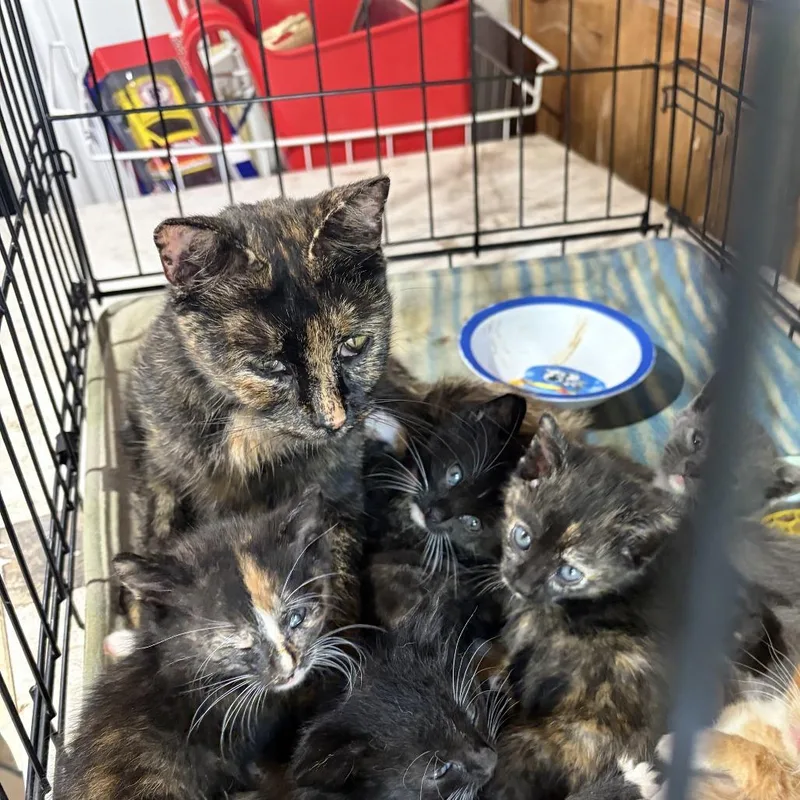 An adult medium-sized female Tortoiseshell Domestic Short Hair cat named Sweetheart C for adoption in Princeton, MN