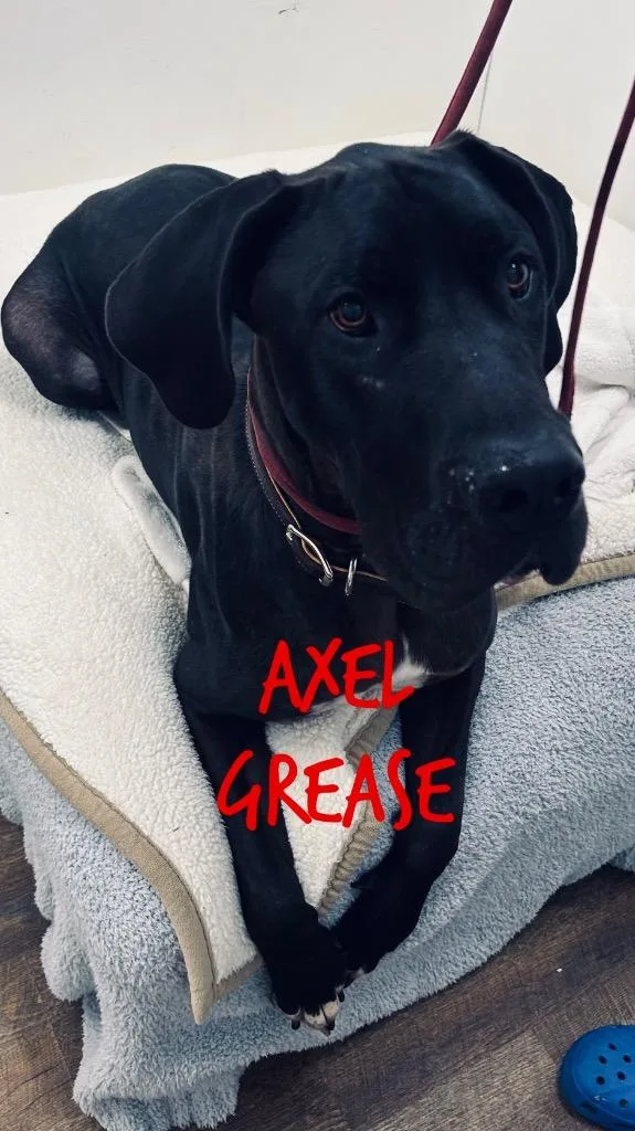 A young extra large-sized male Great Dane dog named Axel Grease for adoption in Jacksonville, IL