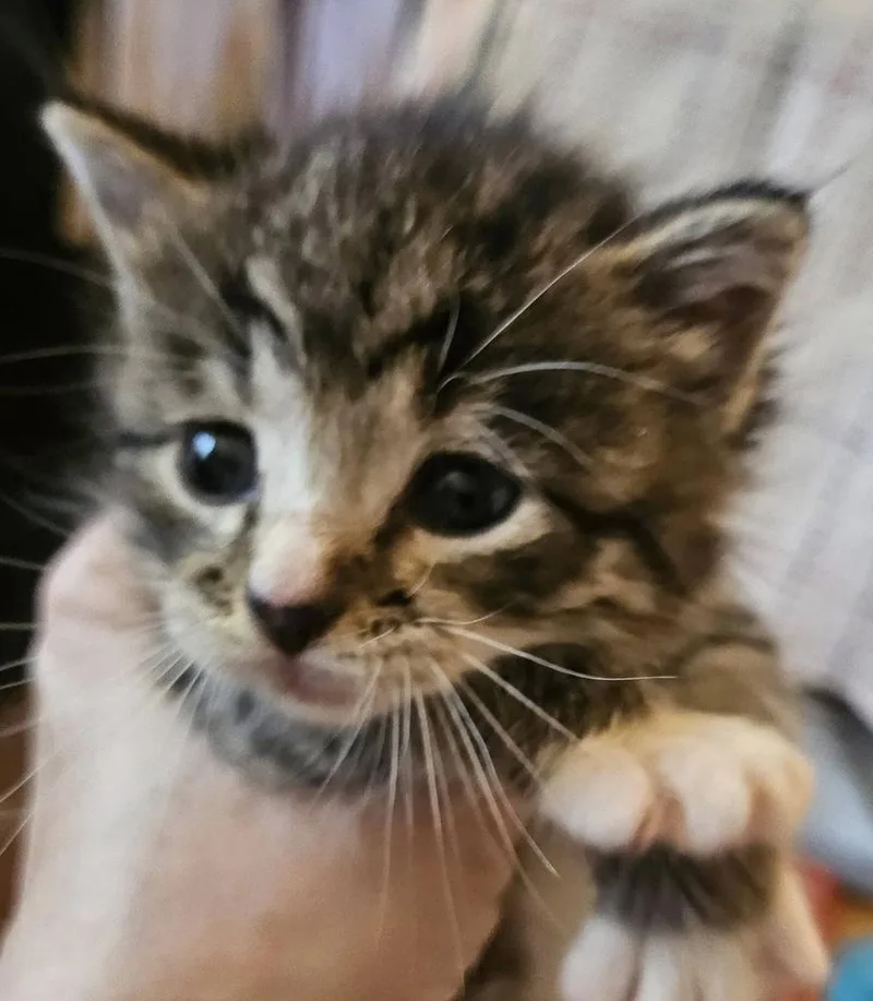 A baby small-sized male Brown / Chocolate Domestic Short Hair cat named Hero for adoption in Poplar Grove, IL