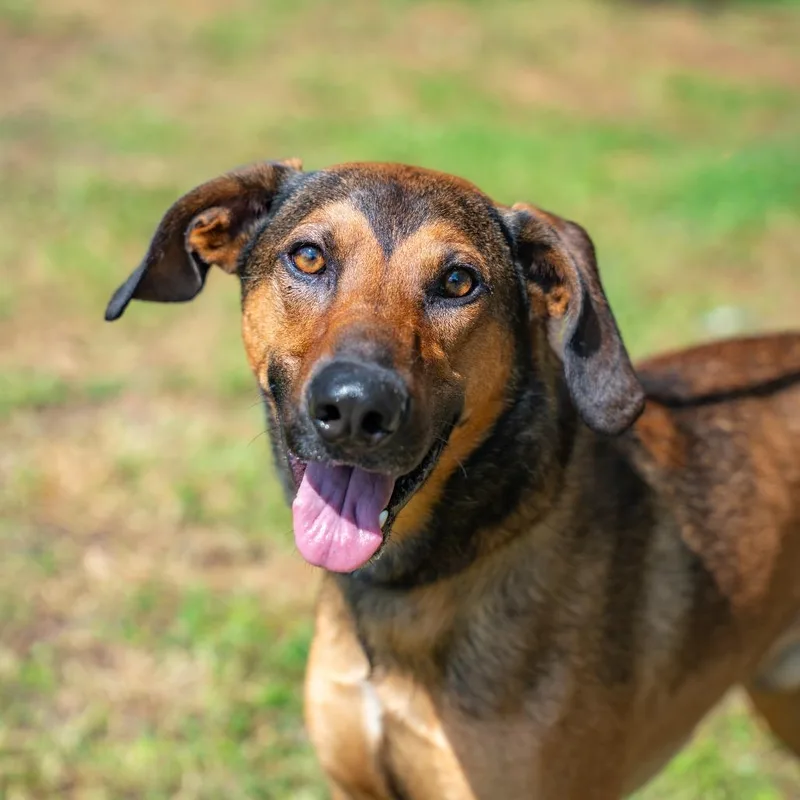 An adult large-sized male Brown / Chocolate Hound dog named Scout for adoption in Gainesville, GA