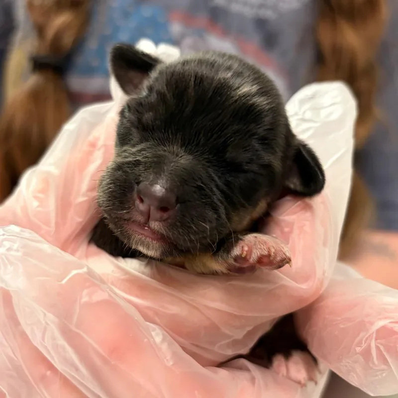 A baby small-sized female Black Mixed Breed dog named Wildcard for adoption in Charleston, WV