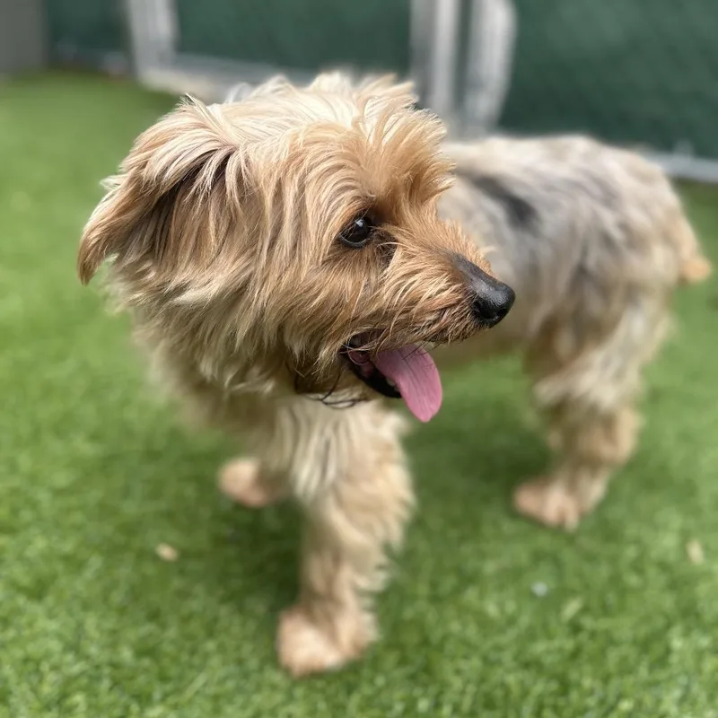 A senior small-sized male Yellow / Tan / Blond / Fawn Yorkshire Terrier dog named Yankee for adoption in Warwick, RI