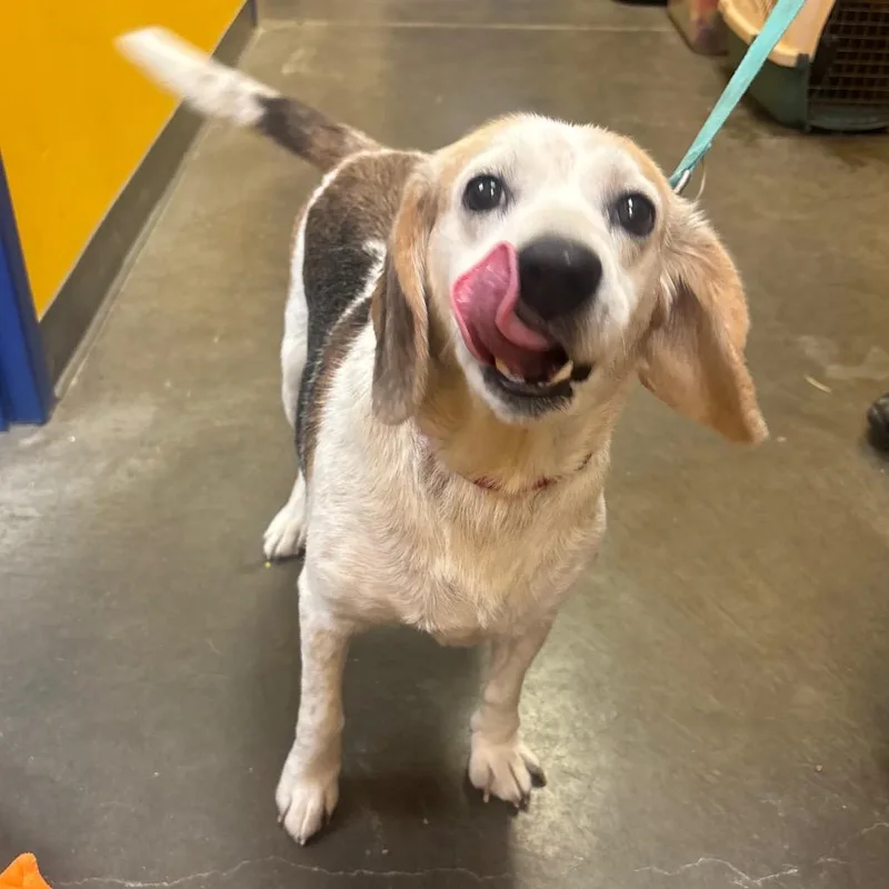 An adult medium-sized female Beagle dog named Sally for adoption in Waynesburg, PA