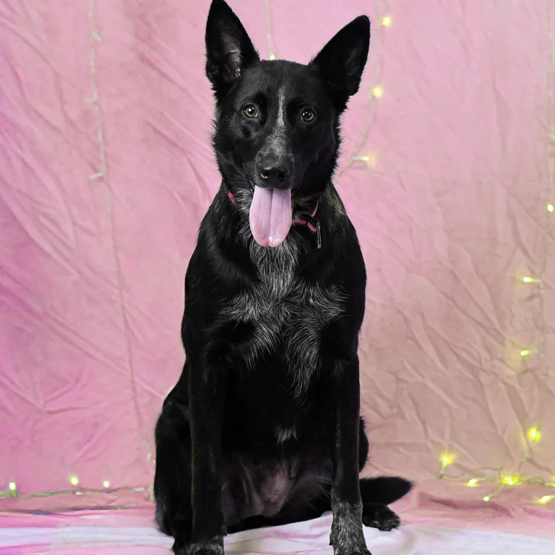 An adult medium-sized female German Shepherd Dog dog named Yvette for adoption in Defuniak Springs, FL