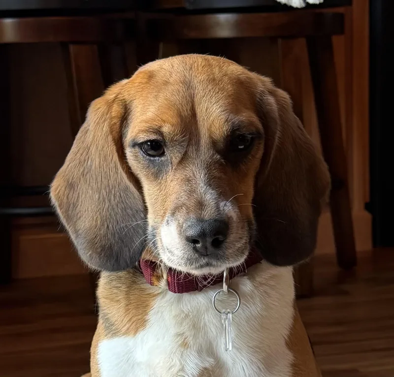 An adult small-sized female Beagle dog named Mabel for adoption in South Plainfield, NJ