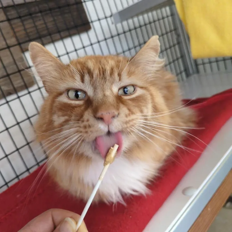 An adult large-sized male Orange / Red Domestic Medium Hair cat named Mango for adoption in Santa Rosa, CA