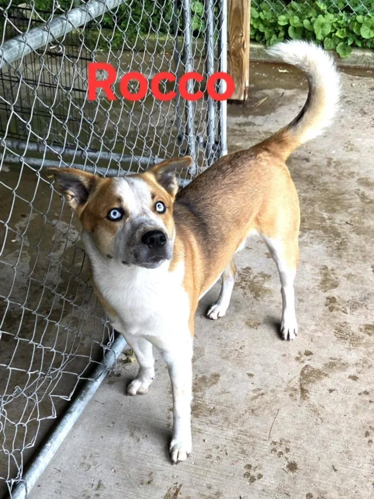 Rocco thumbnail 3