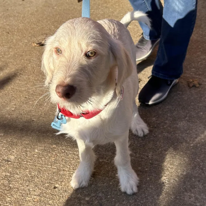 A baby medium-sized male Yellow / Tan / Blond / Fawn Labrador Retriever dog named Cider for adoption in Springfield, MA