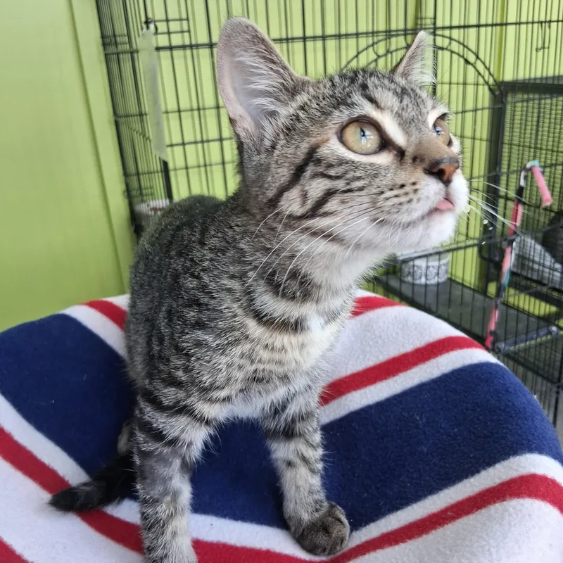 A baby medium-sized female Gray & White Domestic Short Hair cat named Pugsley for adoption in Northfield, MN
