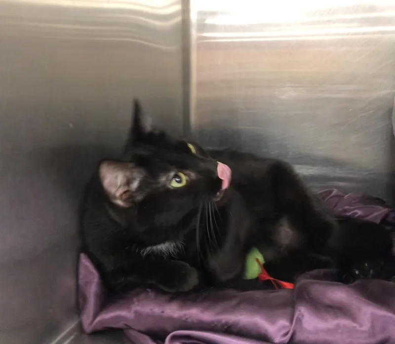 A young medium-sized female Black & White / Tuxedo Domestic Short Hair cat named Tia for adoption in Greensburg, PA