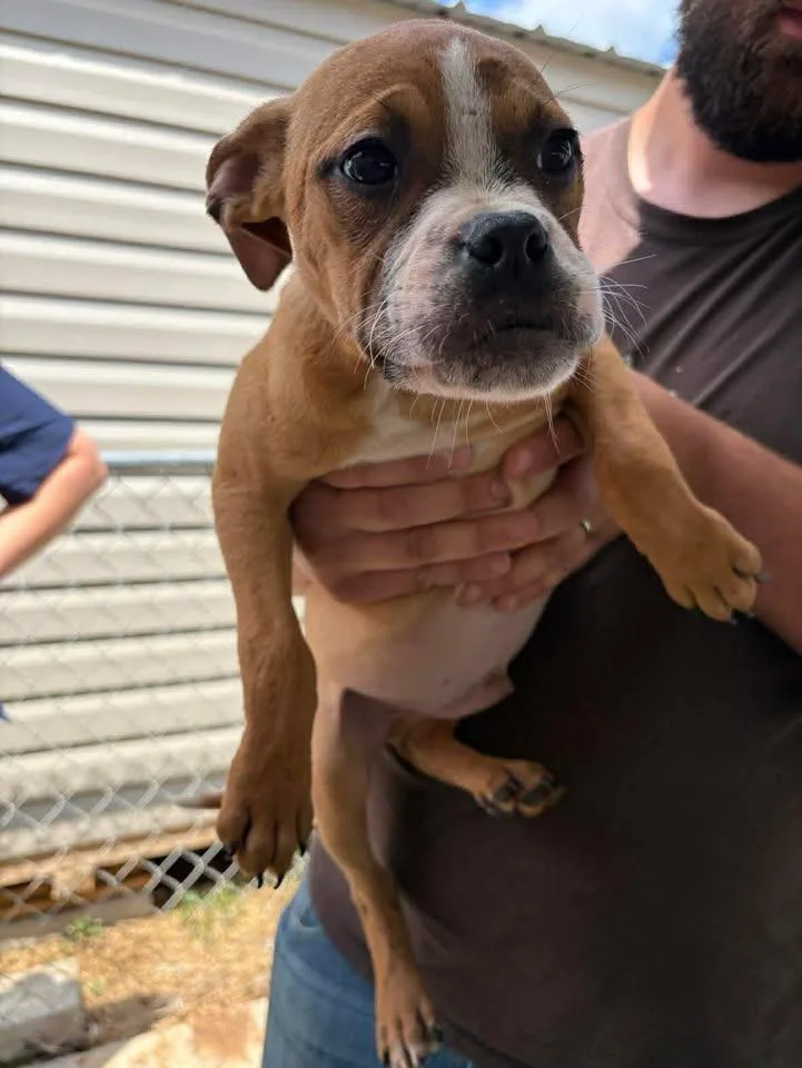 A baby medium-sized male Mixed Breed dog named Frankie for adoption in Lavonia, GA