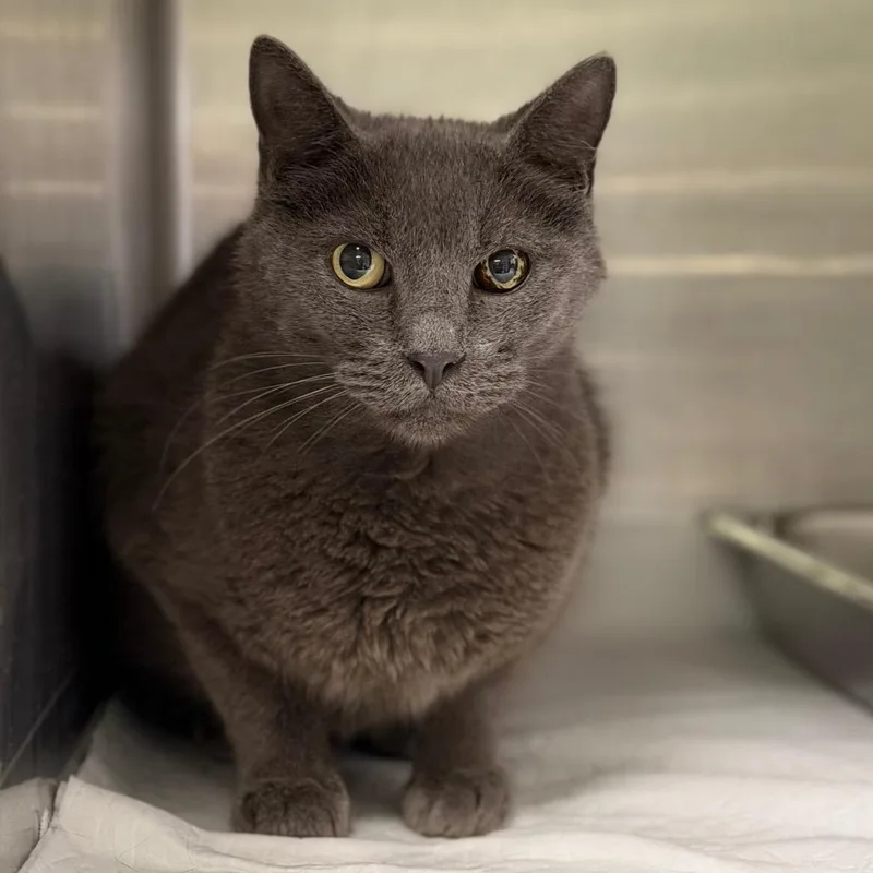 An adult medium-sized male Domestic Short Hair cat named Alistar for adoption in Fort Smith, AR