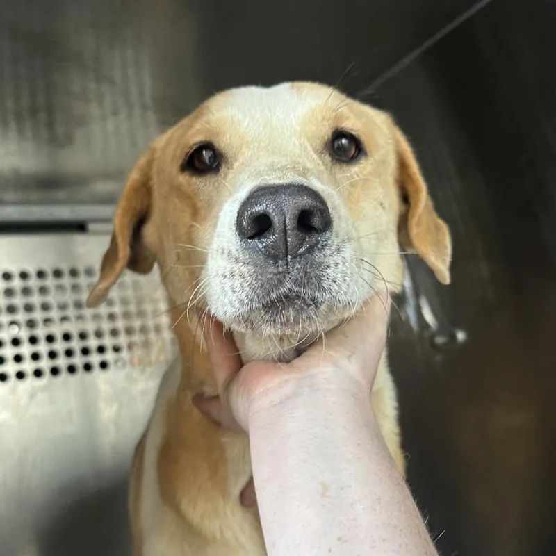 An adult medium-sized female Yellow / Tan / Blond / Fawn Pit Bull Terrier dog named Claudette for adoption in Birmingham, AL