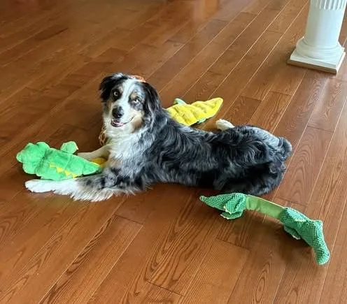 An adult medium-sized male Merle (Blue) Australian Shepherd dog named Otis for adoption in Alexandria, VA