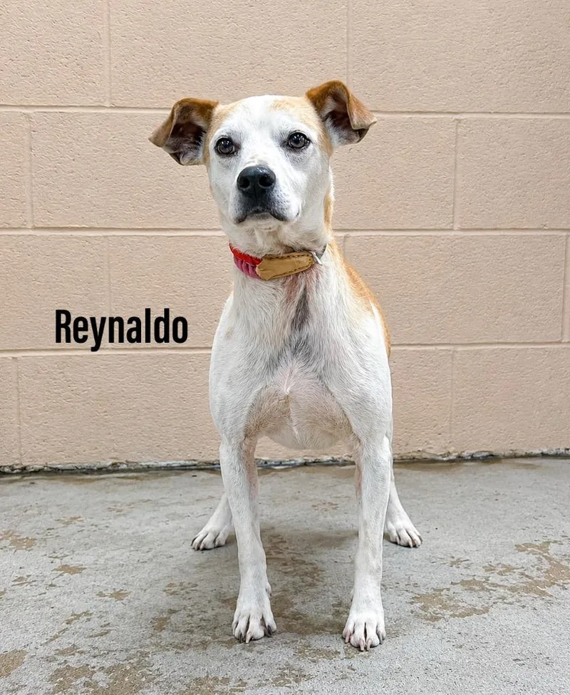 An adult medium-sized male Hound dog named Reynaldo for adoption in Clearfield, KY