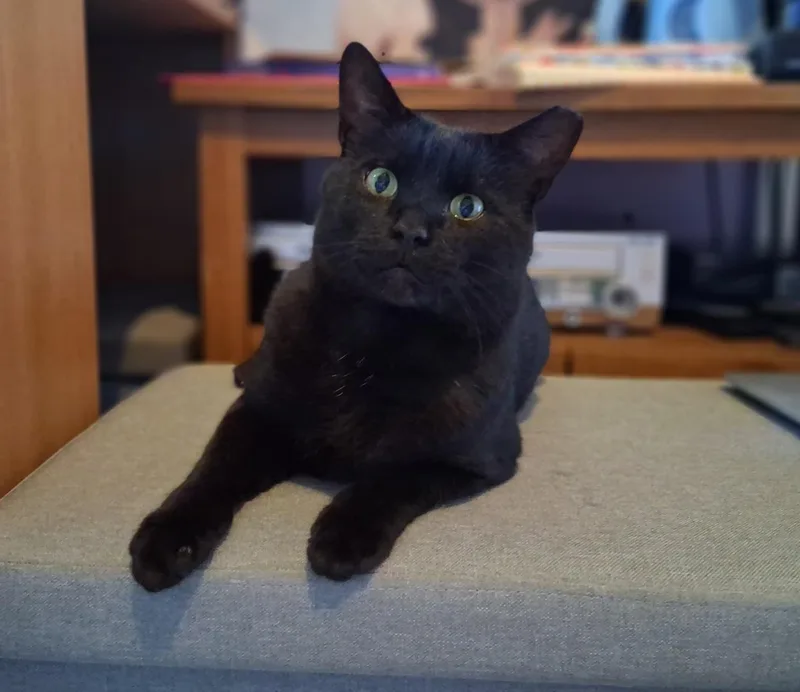 An adult medium-sized male Black Domestic Short Hair cat named Elmer Budd for adoption in Pittsburgh, PA