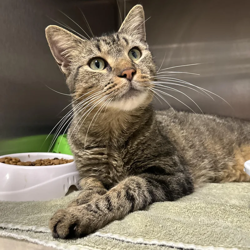 An adult medium-sized male Tabby (Brown / Chocolate) Domestic Short Hair cat named Carl for adoption in La Grange Park, IL
